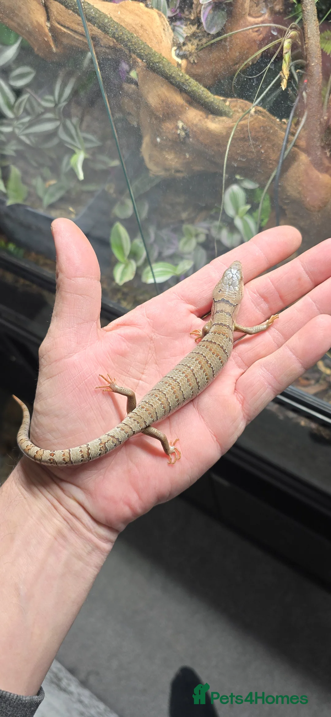 Skink reptiles for sale: 1yo male pink tounge skink  - Advert 1
