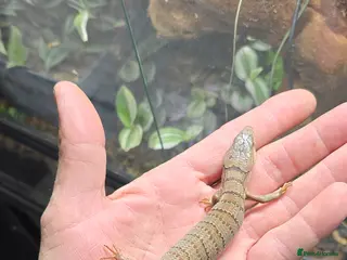Skink reptiles 1yo male pink tounge skink - Advert 6