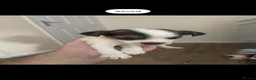 Jack Russell dogs for sale: Jack Russell  in Wrexham - Advert 5