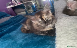 Maine Coon cats for sale: TICA registered Maine coon kittens  - Image 20