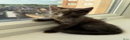 British Shorthair cats for sale: British Short hair Female kitten - Advert 4