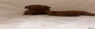 Cavapoo 4