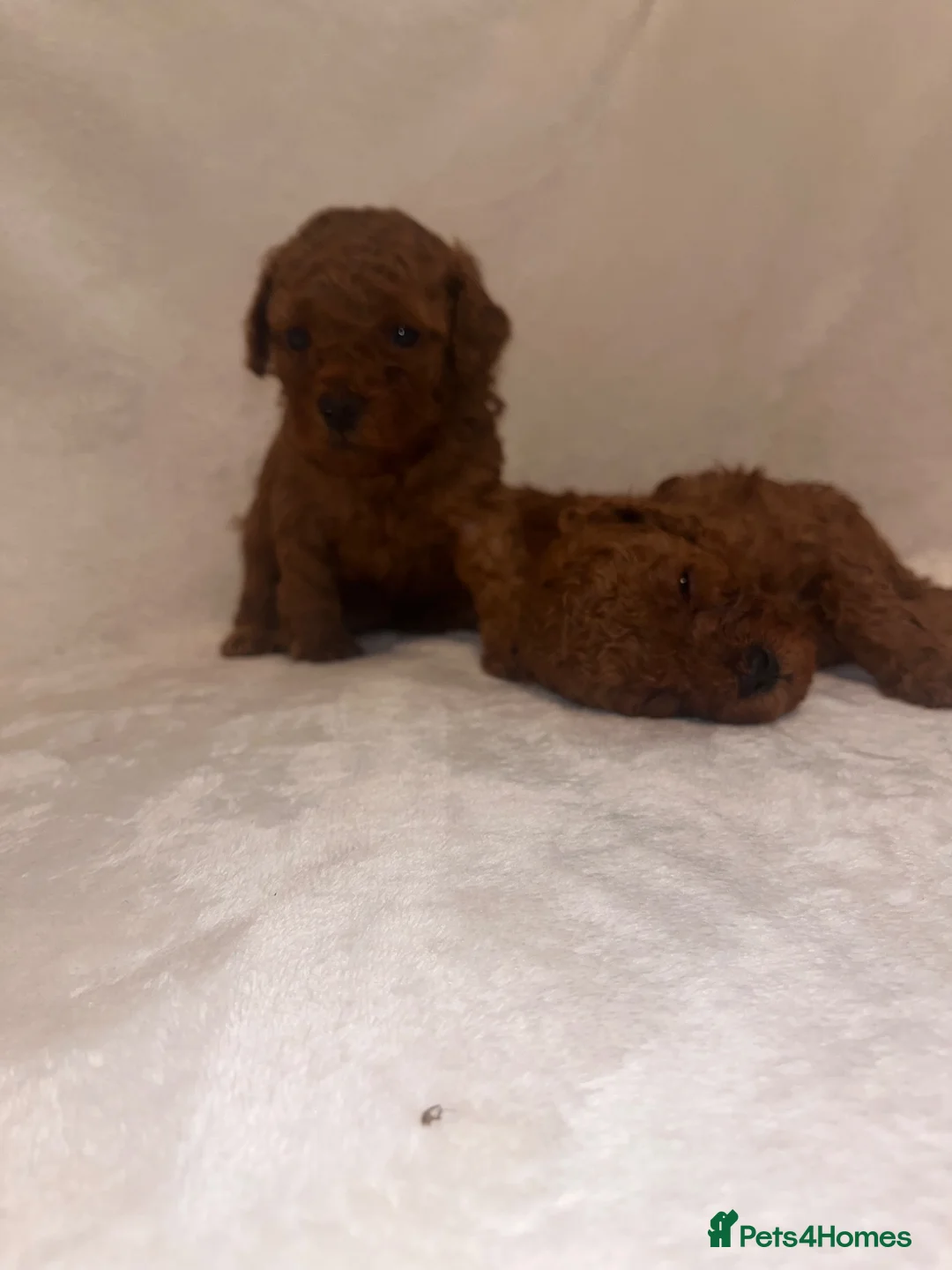 Cavapoo dogs for sale: Beautiful deep red Cavapoo puppies  - Advert 2