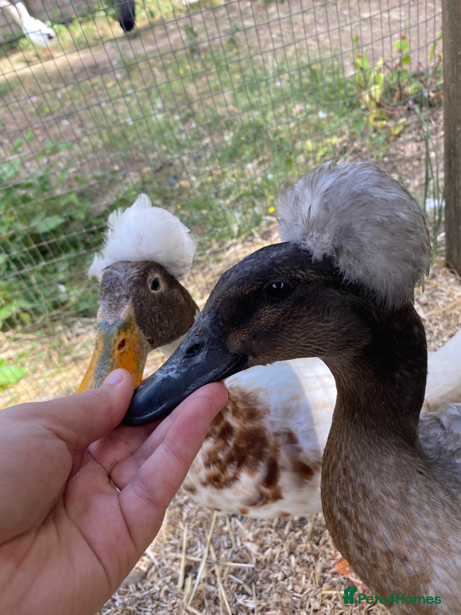 Ducks poultry REDUCED! Indian Runner Ducklings + Fertile Eggs - Advert 3