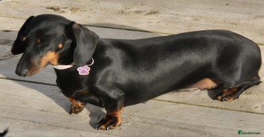 Miniature Dachshund dogs - Advert 7
