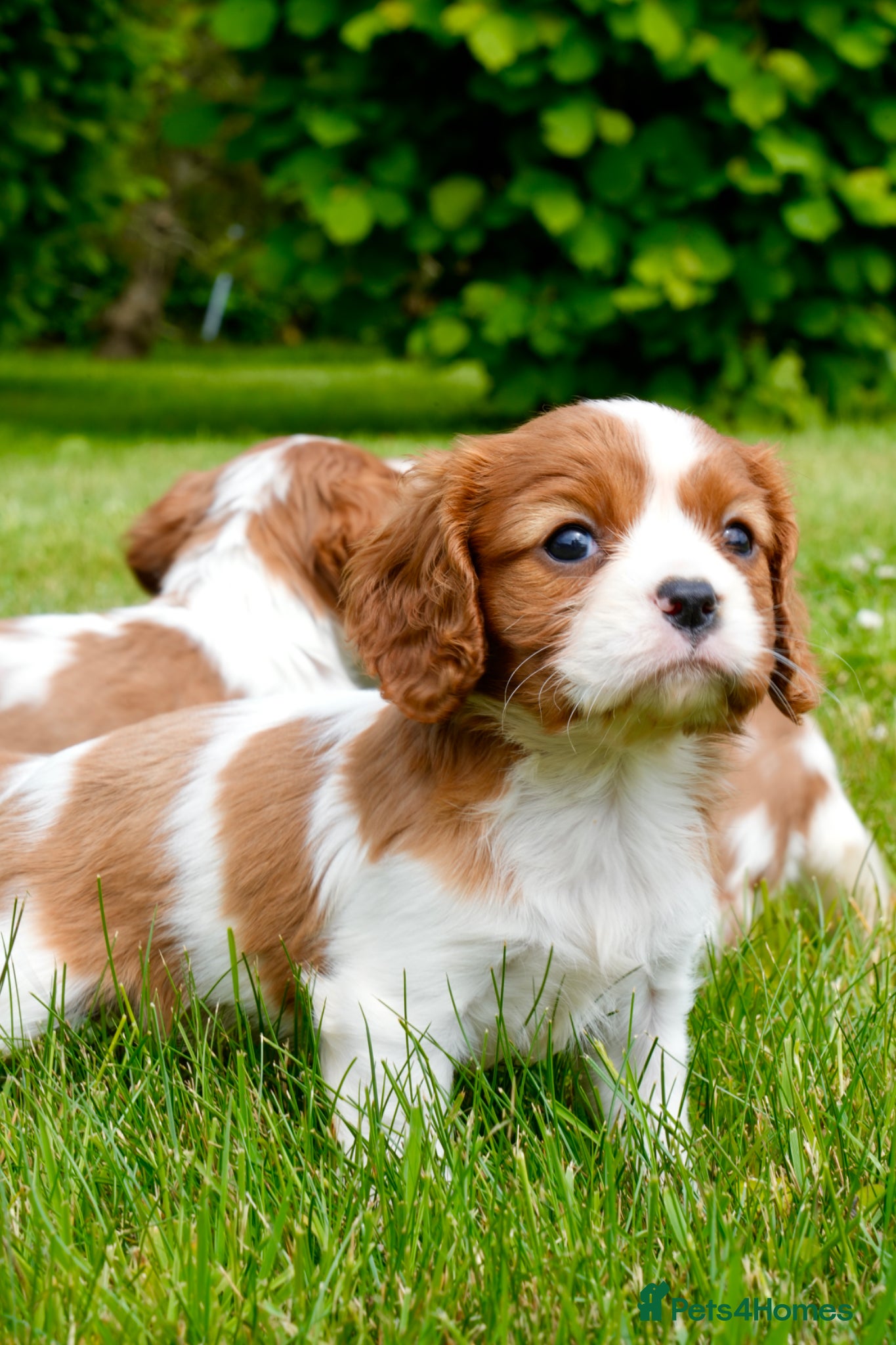 Cavalier King Charles Spaniel dogs for sale: Cavalier King Charles Puppies - Advert 17