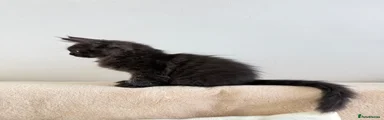 Maine Coon Kitten 5