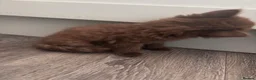 Mixed Breed cats for sale: Adorable kittens - Advert 18