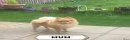 Pomeranian dogs for sale: Beautiful Cream&Wolf Sable Male Pomeranian Puppies - Advert 27