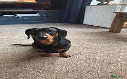 Dachshund dogs for sale: 🐾 Beautiful Dachshund Puppies - Image 19