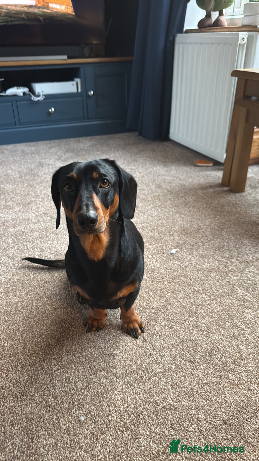 Dachshund dogs for sale: 🐾 Beautiful Dachshund Puppies - Image 19
