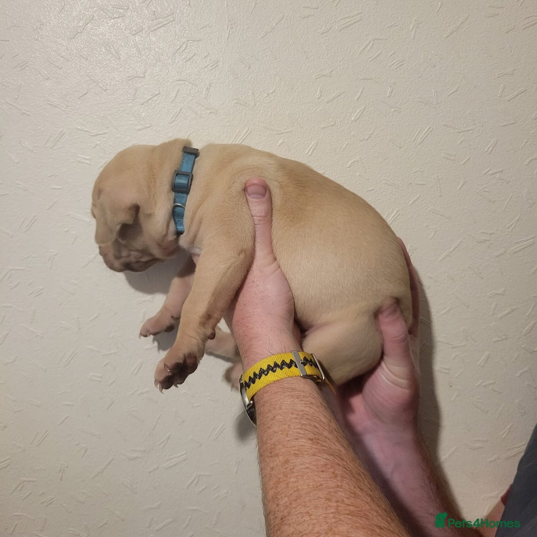 Presa Canario dogs for sale: Stunning litter of Presa Canario Puppies - Image 17