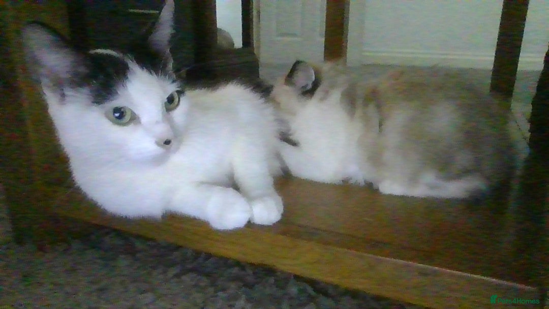 British Longhair cats for sale: 4 Beautiful Kitties Ready - Image 10