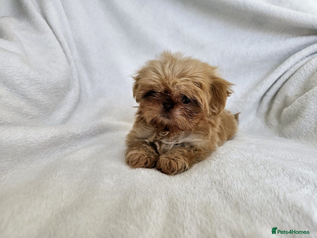Shih Tzu dogs for sale: Ready now looking for their forever homes  - Image 8