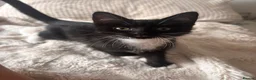 Mixed Breed cats for sale: tabby’s and tuxedo kittens - Advert 10