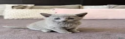 Russian Blue cats for sale: 🐾Champion Line TICA Russian Blue Kittens 🐾 - Advert 13
