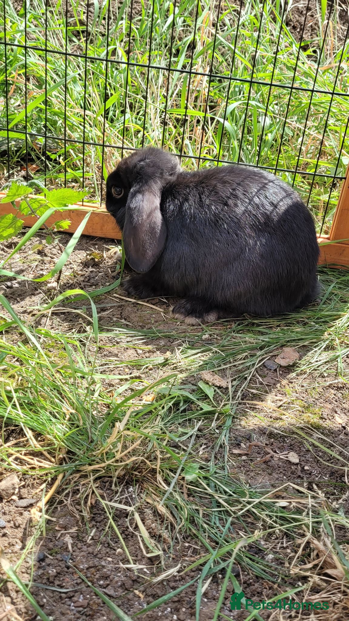 Mini Lop rabbits Last 4 Ready to collect. Beautiful pure mini lops  - Advert 16