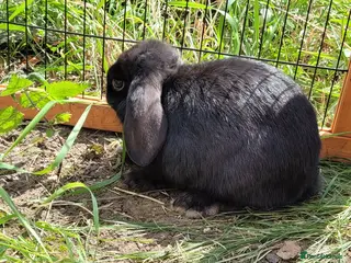 Mini Lop rabbits Last 4 Ready to collect. Beautiful pure mini lops - Advert 1
