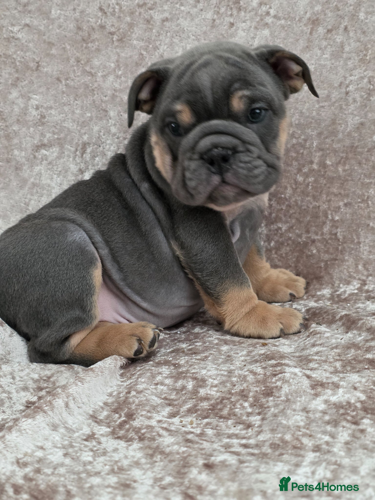 English Bulldog dogs british bulldog pups ready now  - Advert 10