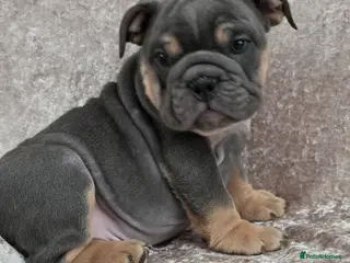 English Bulldog dogs british bulldog pups ready now - Advert 10
