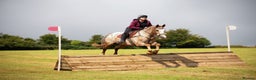 Appaloosa horses for sale: REDUCED FOR QUICK SALE Perfect allrounder for sale - Advert 11