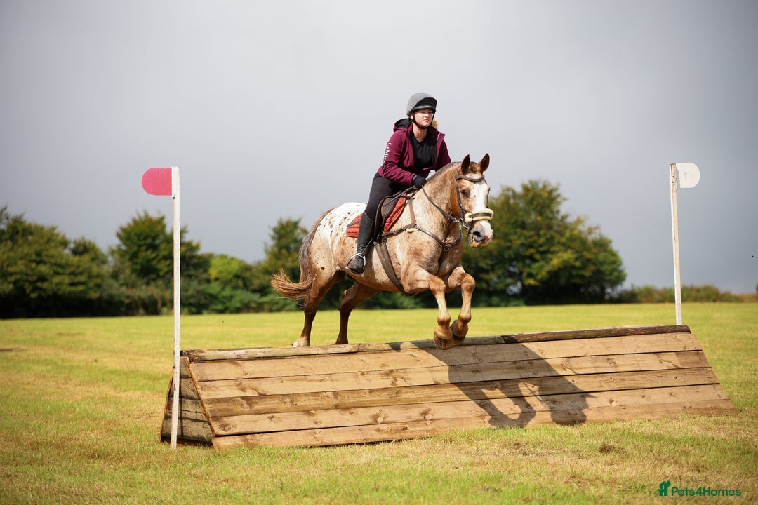 Appaloosa horses for sale: Perfect allrounder for sale - Image 11