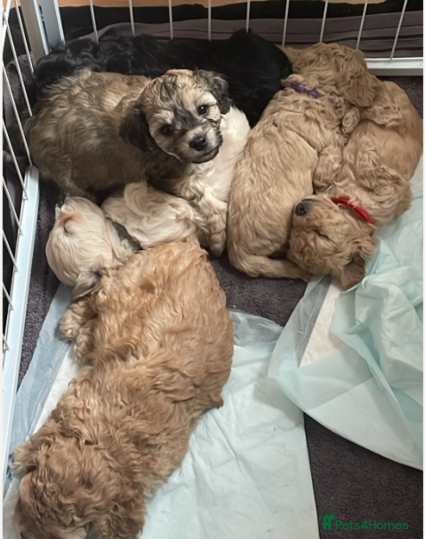 Cavapoochon dogs Gorgeous Toy Cavapoochon puppies  - Advert 1