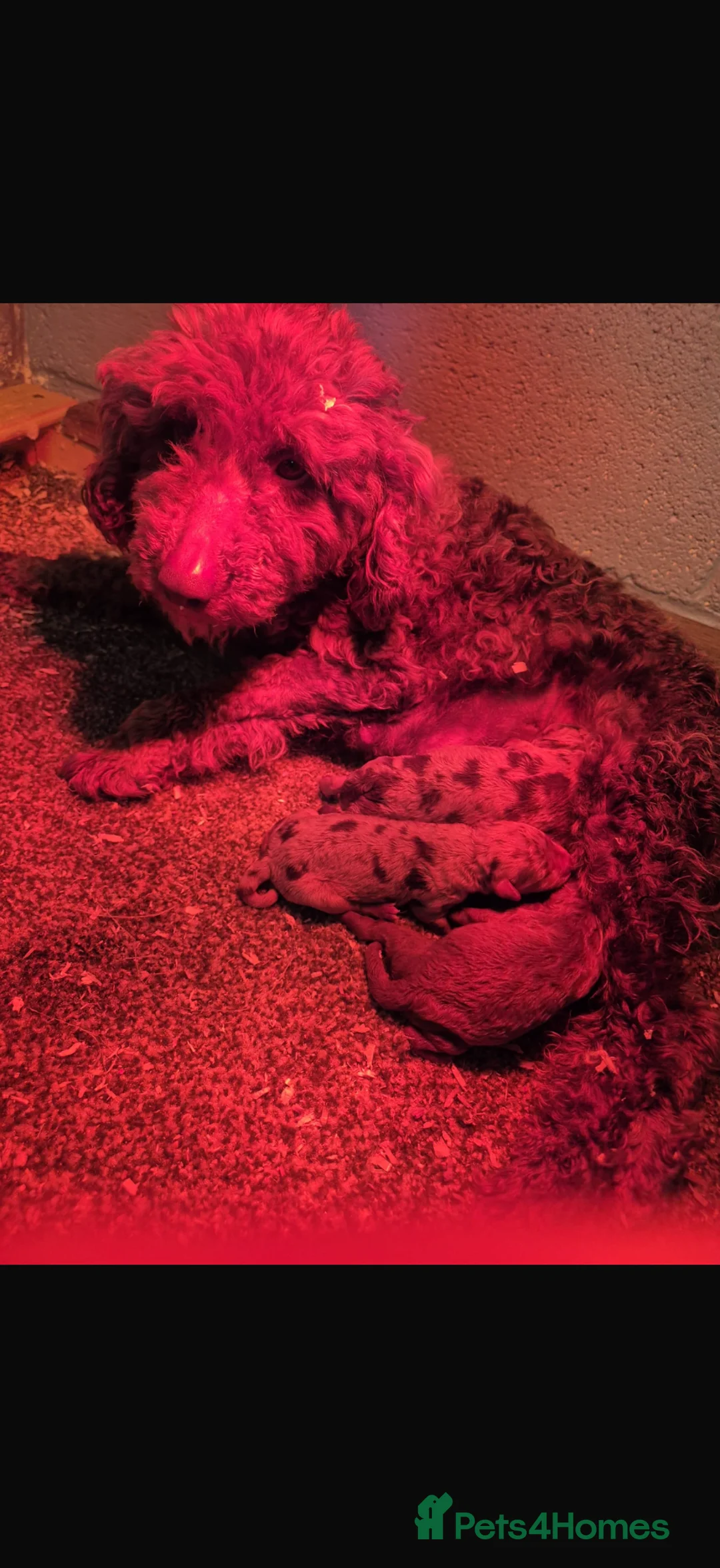Cockapoo dogs for sale: Beautiful F1B Cockapoo Boy & Girl 🐾  - Advert 2
