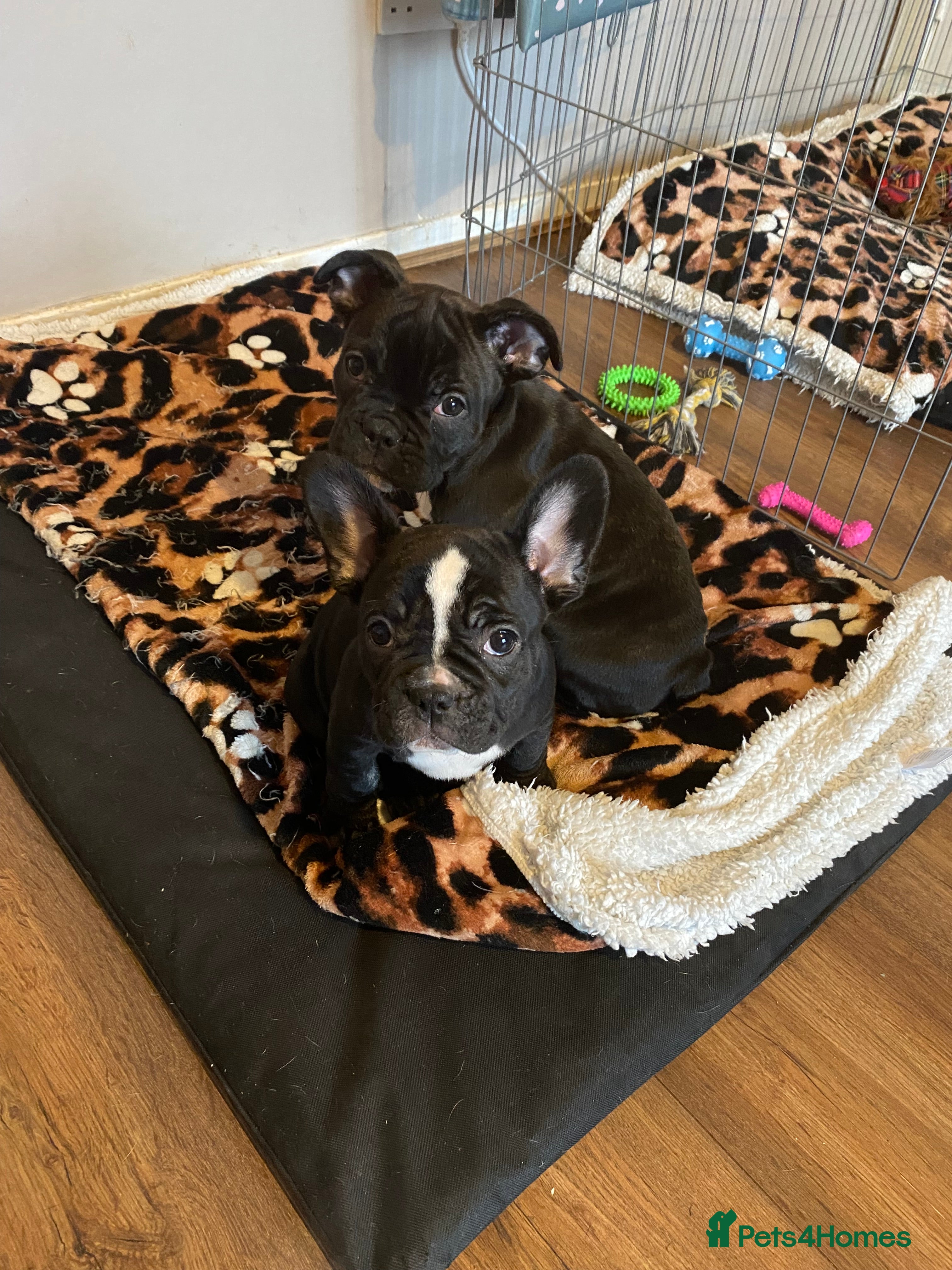 French Bulldog dogs 2 French bulldog puppies  - Advert 13