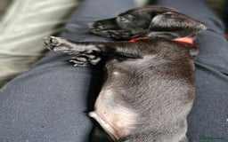Miniature Dachshund dogs for sale: Miniature dachshund  - Image 24