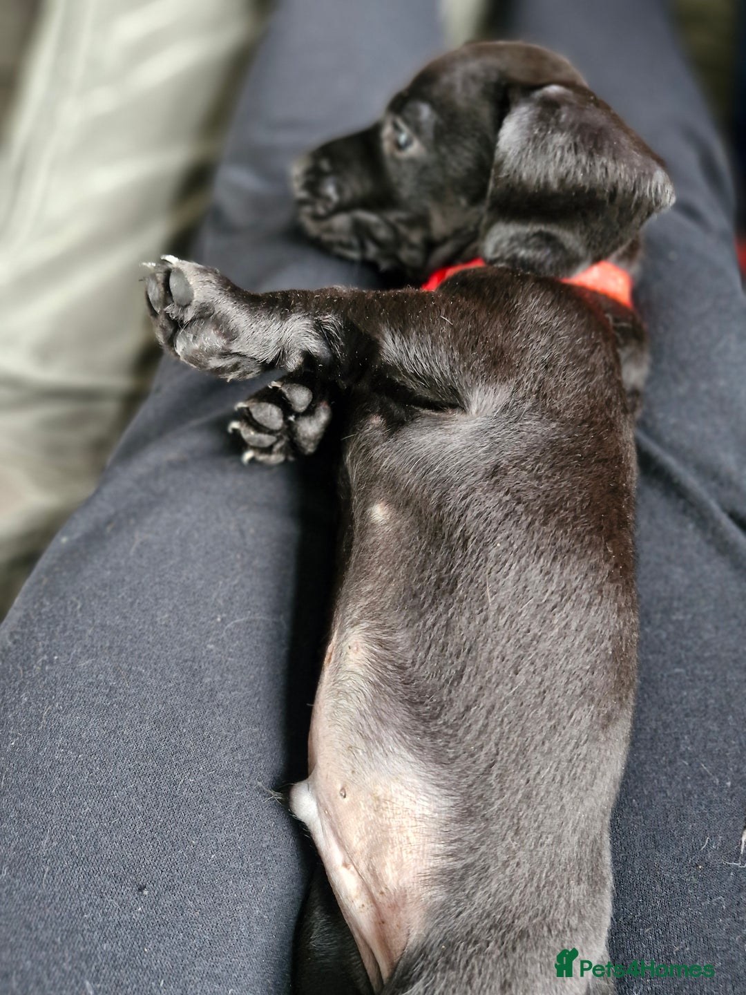 Miniature Dachshund dogs for sale: Miniature dachshund  - Image 24