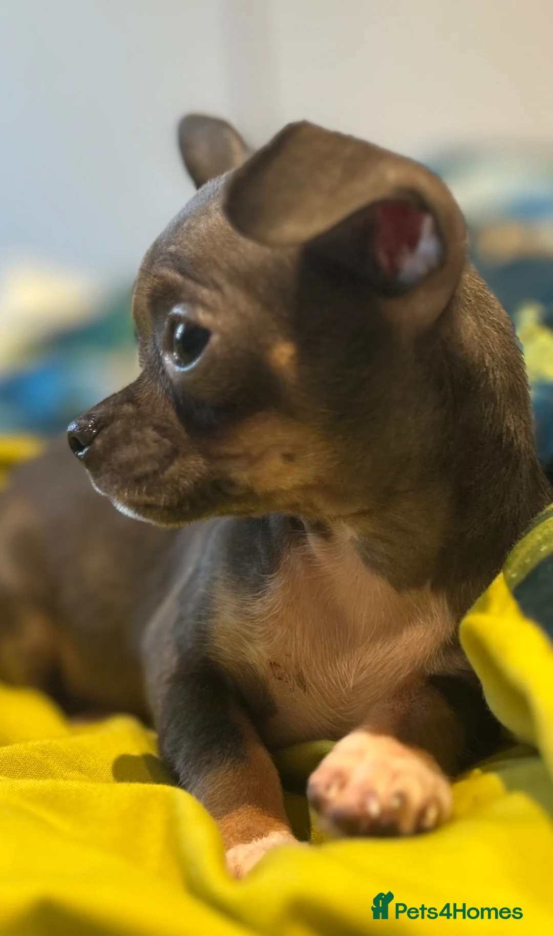 Chihuahua dogs for sale: Beautiful blue tri chihuahua puppies ready now - Advert 2