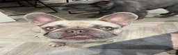 French Bulldog dogs for sale: Miss Bella - Advert 6