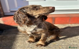 Cocker Spaniel dogs for sale: 16 month old cocker spaniel female - Image 2
