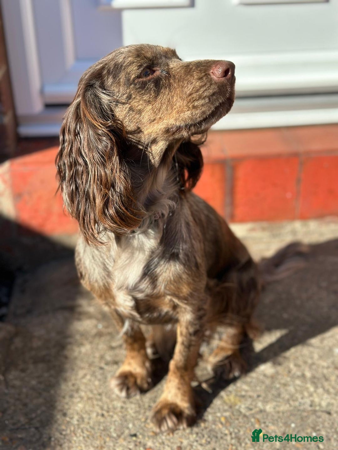 Cocker Spaniel dogs for sale: 16 month old cocker spaniel female - Image 2