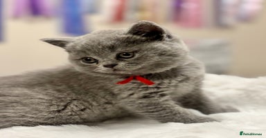 British Shorthair cats - Advert 4