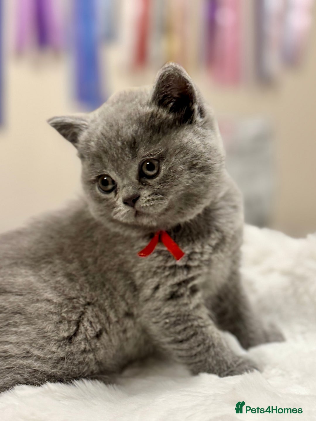 British Shorthair cats for sale: GORGEOUS Pedigree BSH Kittens from Show Breeder - Image 3