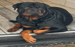 Rottweiler dogs for stud: Rottweiler stud  - Image 1