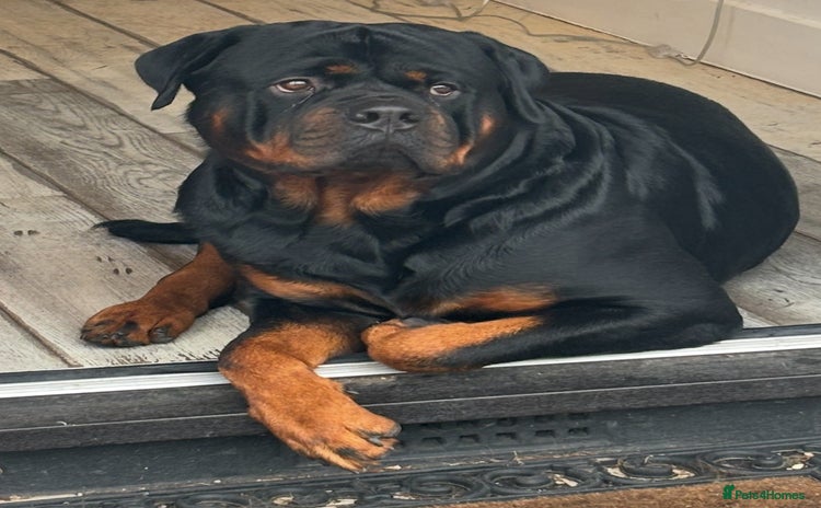 Rottweiler dogs - Advert 1