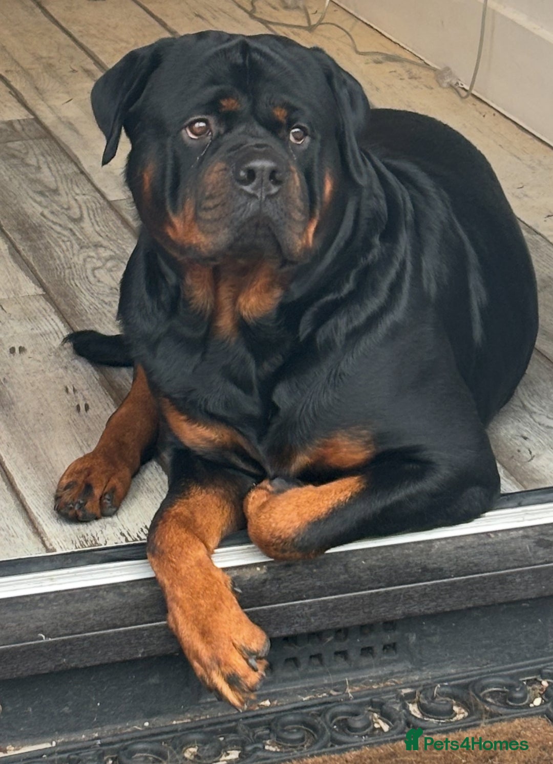 Rottweiler dogs for stud: Rottweiler stud  - Image 1