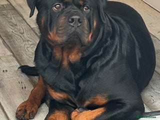 Rottweiler dogs - Advert 4