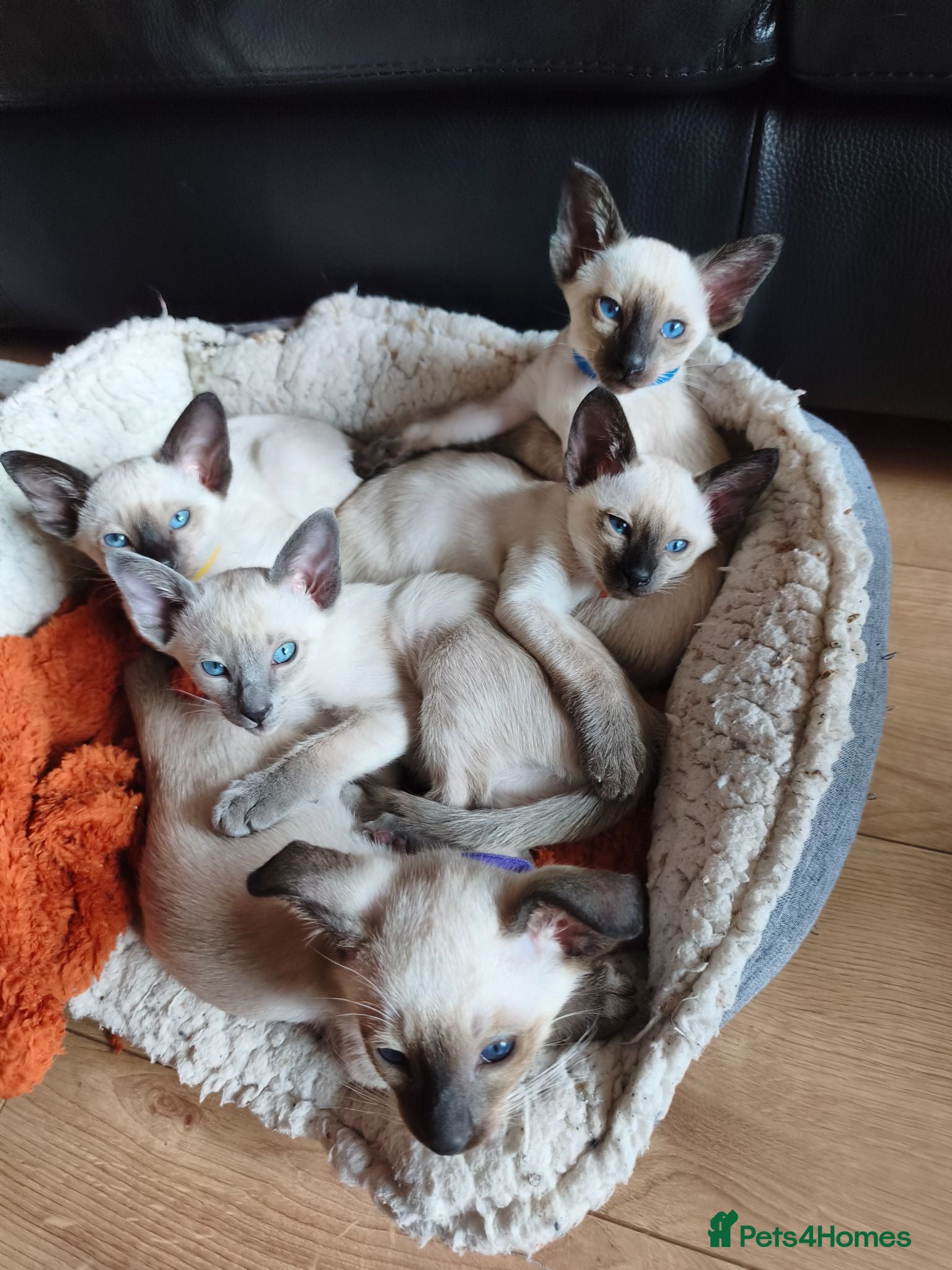 Siamese cats Gorgeous Siamese kittens!!! - Advert 3