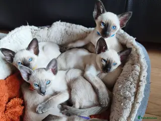 Siamese cats Gorgeous Siamese kittens!!! - Advert 3