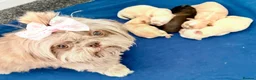 Shih Tzu dogs for sale: KC Reg Imperial Shihtzu Pups 3 boys 2Girls - Advert 7