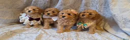 Miniature Poodle dogs for sale: four beautiful little red poodle girls - Advert 17