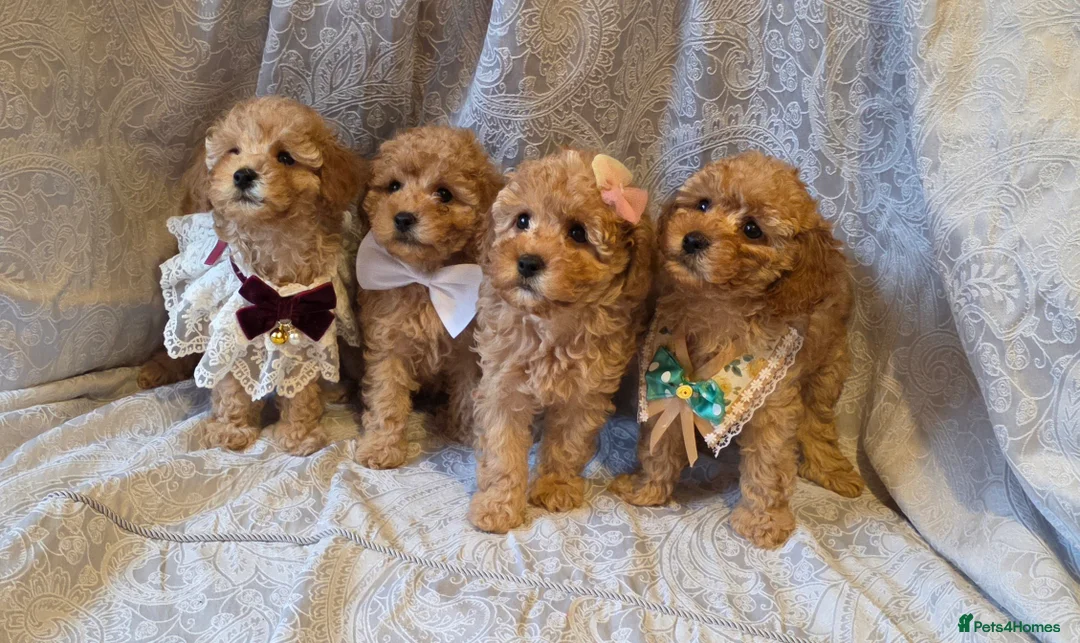 Miniature Poodle dogs for sale: four beautiful little red poodle girls - Advert 17