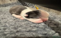 Boston Terrier dogs for sale: Stunning rainbow litter born 5/8/35 - Image 8