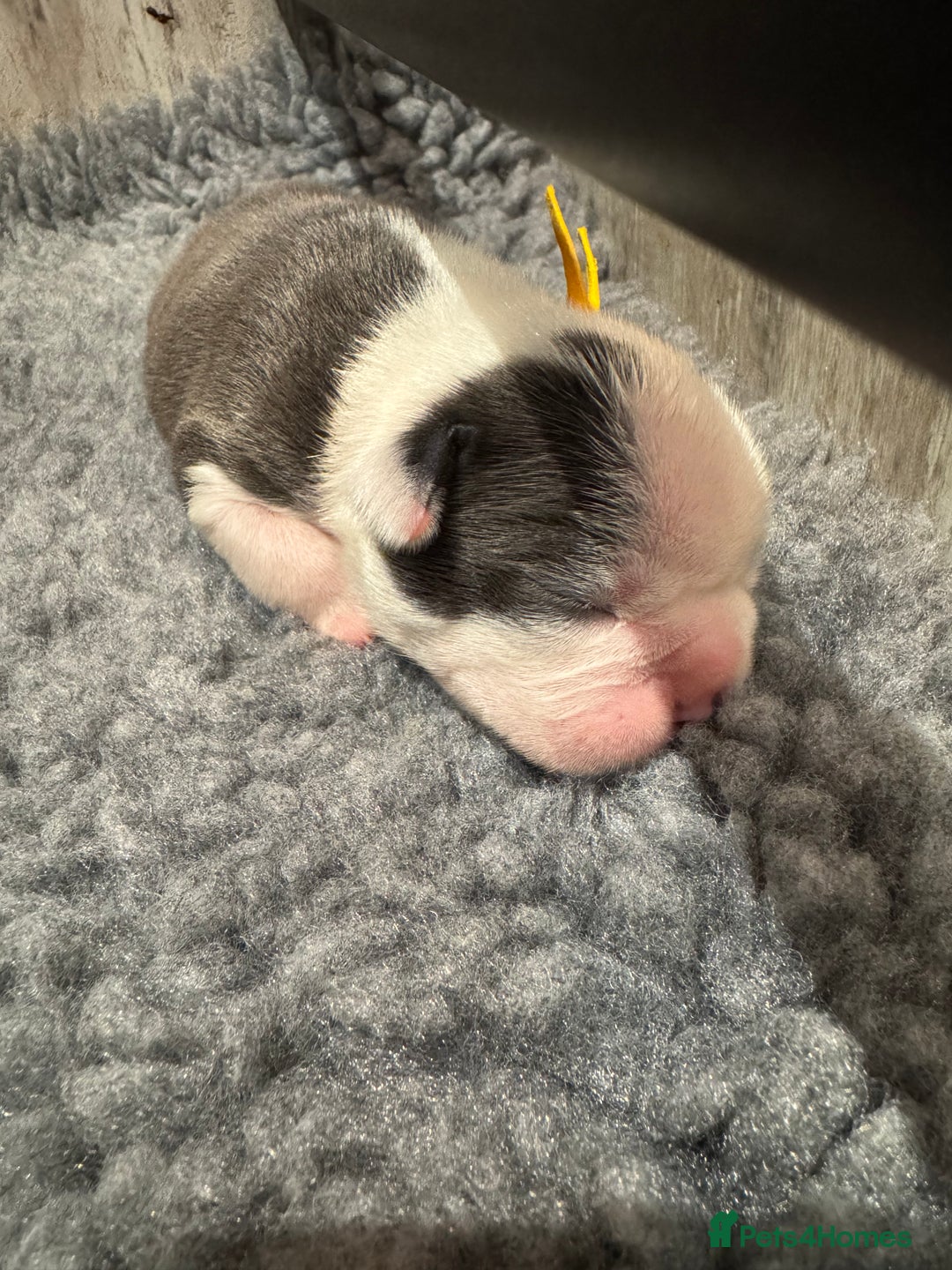 Boston Terrier dogs for sale: Stunning rainbow litter born 5/8/35 - Image 8