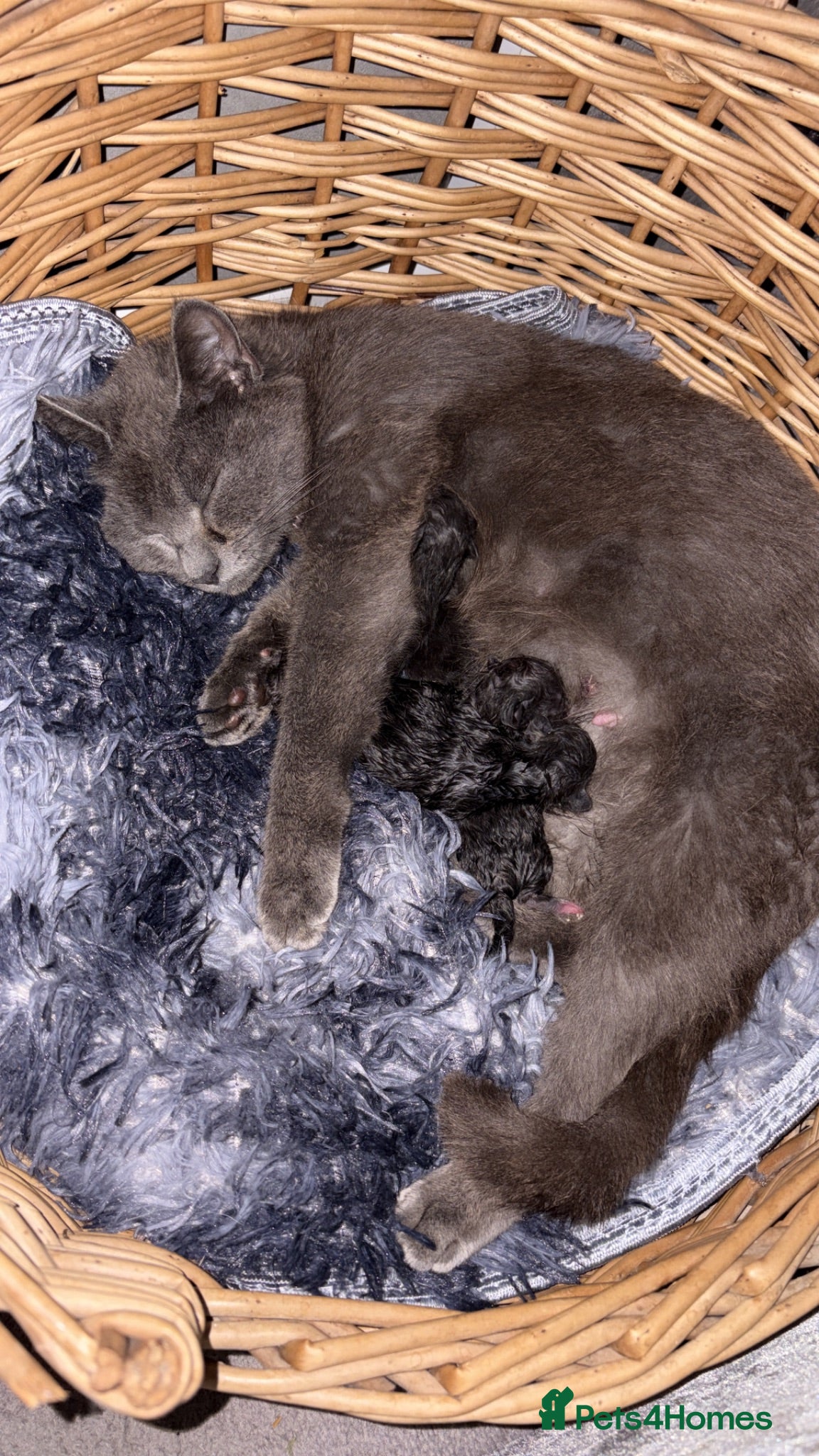 Mixed Breed cats Kittens  - Advert 4