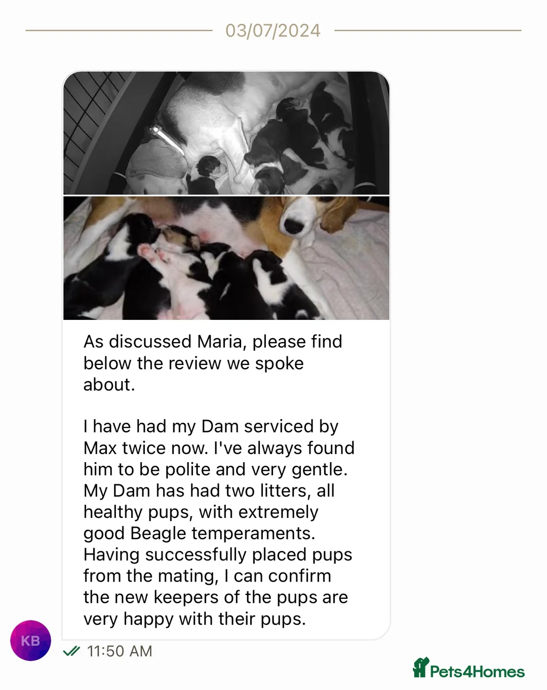 Beagle dogs for stud: Max beagle available for stud in Hemel Hempstead - Advert 8